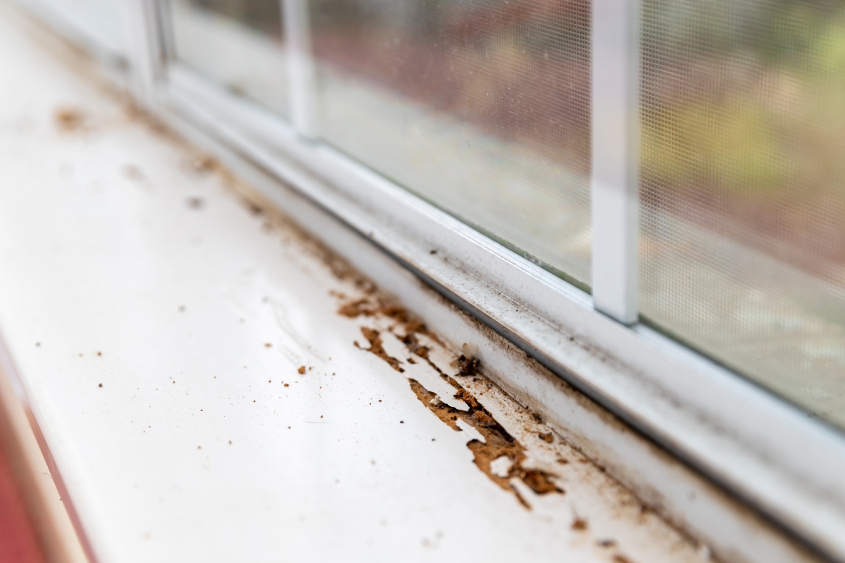 Inspection termites dans une charpente
